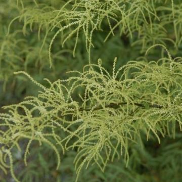 Aruncus dioicus 'Kneiffii' - Goat's Beard