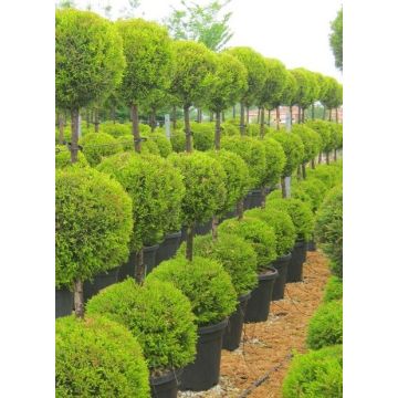 Lovely Lemon Scented Evergeen Monterey Cypress Goldcrest - Trio Ball Topiary Tree