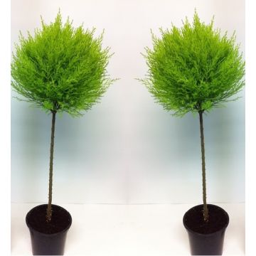 Pair of Lemon Scented Evergreen Monterey Cypress Patio Goldcrest Lollipop Trees