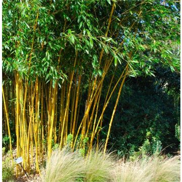 Phyllostachys aurea - Golden Cane Fishpole Bamboo