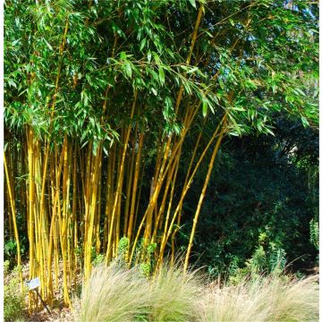 Phyllostachys aureosulcata 'Aureocaulis'