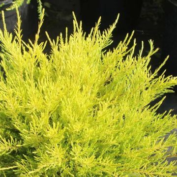 Coleonema ericoides 'Sunset Gold' - Golden Diosma