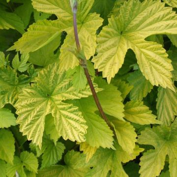 Humulus lupulus 'Aureus' - Golden Hop