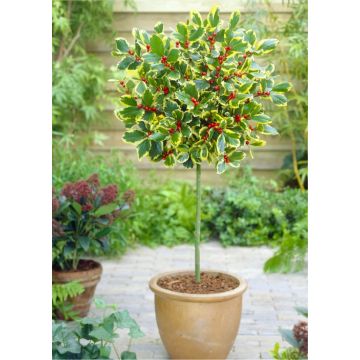 Gorgeous LARGE Golden King Holly Tree Standard