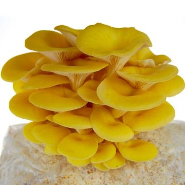 Golden Yellow Oyster Mushroom Grow Kit