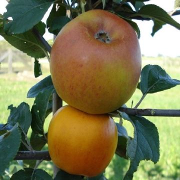 Patio Fruit Tree - Malus Golden Pearmain - Apple Tree