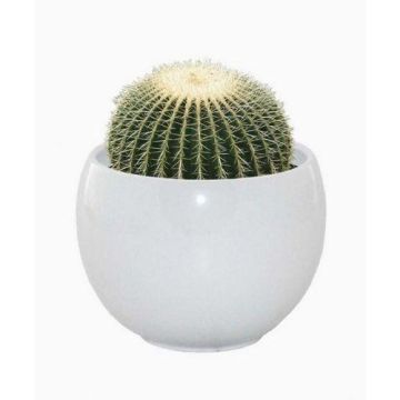 WINTER SALE - Cactus Grow Set - Golden barrel - Perfect Gift!