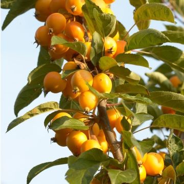 Crabapple Tree - Malus Golden Hornet