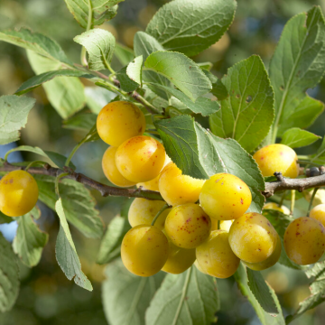 Mirabelle Tree - Golden Sphere Bush (St. Julien A)