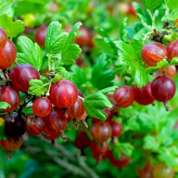Gooseberry Plants - PACK OF SIX -  Ribes uva-crispa Hinnonmaki RED