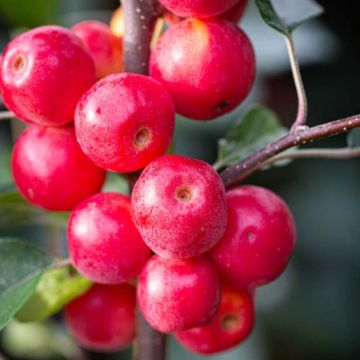 Malus Gorgeous - Crabapple Tree - circa 130-150cm