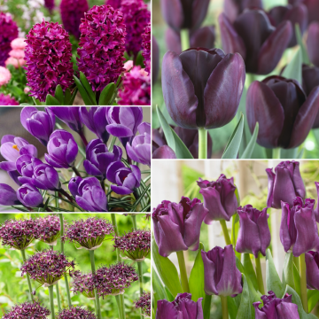 Gothic Garden Designer Collection - 49 Bulbs