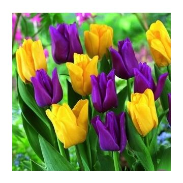 Tulip Garden Friends - Pack of 25 Bulbs