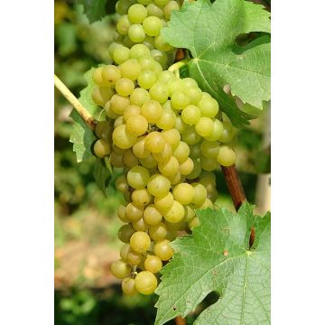 Vitis vinifera Solaris - Super Sweet White Grapes for table or wine making!