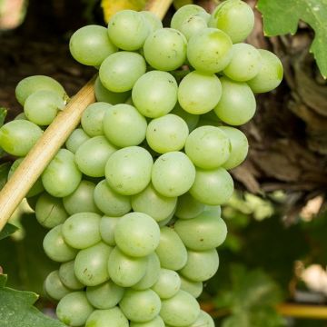 Large circa 5-6ft Grape Vine - Vitis vinifera Rosetti