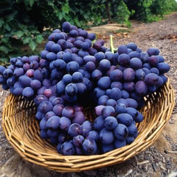Large circa 5-6ft Grape Vine - Vitis vinifera 'Autumn Royal'
