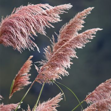 Pampas Grass - Cortaderia 'Pink Feather'
