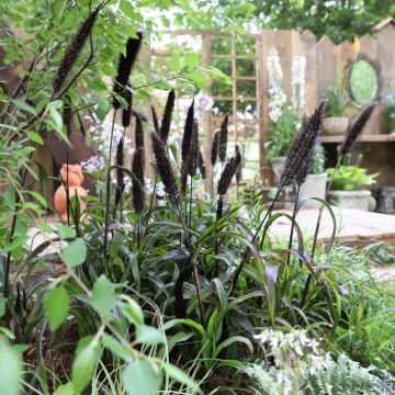 Pennisetum glaucum 'Inky'