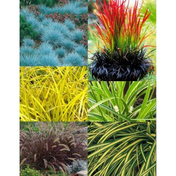 Gorgeous Grass - Pack of TEN Amazing Ornamental Grasses