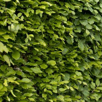 Fagus Sylvatica - Common Green Beech - Hedging - Large 150-200cms tall