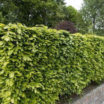 Fagus Sylvatica - Green Beech - Perfect for Hedging