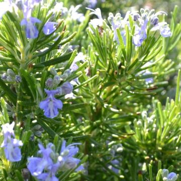 Rosmarinus officinalis Green Ginger - Ginger Scented Rosemary