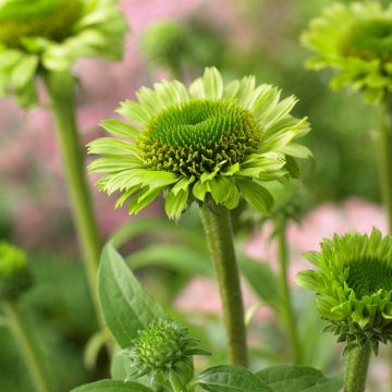 Echinacea Green Jewel - Coneflower