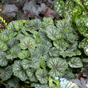 Heuchera Green Spice