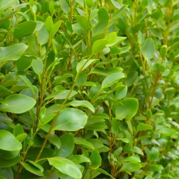 Griselinia littoralis 'Apple Green' - Green Horizon New Zealand Privet