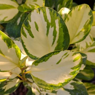 Griselinia Dixons Cream