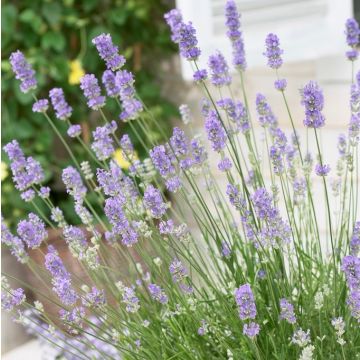 Lavendula intermedia Grosso - Fragrant Lavender