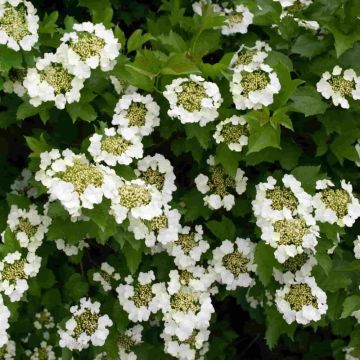 Viburnum Opulus - Snowball Bush - Bare Root Hedging 60-80cm - Pack of 25