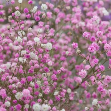 Gypsophila paniculata Breeders Mix - Pink & White - Pack of TWENTY
