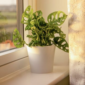 Monstera adansonii Monkey Mask - Swiss Cheese Plant