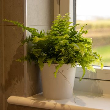Nephrolepis Boston Fern in White Display Pot