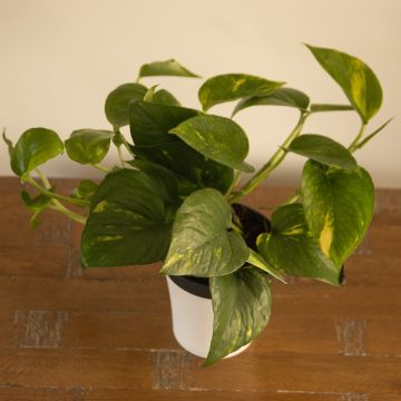 Epipremnum pinnatum aureum - Devil's Ivy - Golden Pothos
