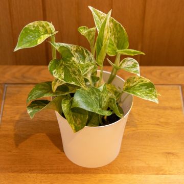 Epipremnum Marble Queen - Pothos