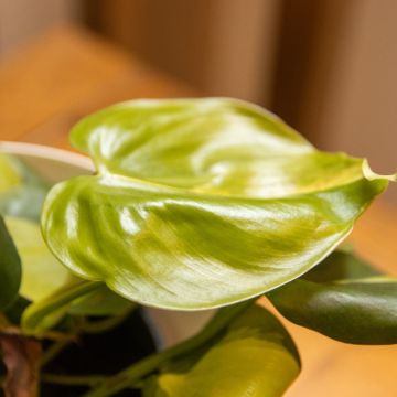 Philodendron Scandens Brasil - Sweetheart Plant - Heart Leaf