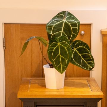 Anthurium Crystallinum - Giant Laceleaf plant - 40cm