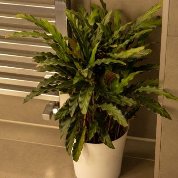 Calathea Rufibarba Velvet - Furry Feather Calathea - 50cm