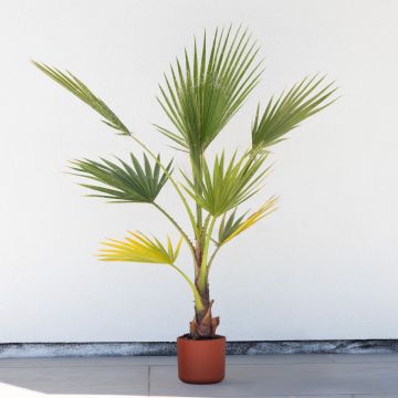 Giant circa 3-4ft Hardy Mexican Fan Palm - Washingtonia Robusta Cotton Palm - Approx 100-120cm (3-4ft) tall