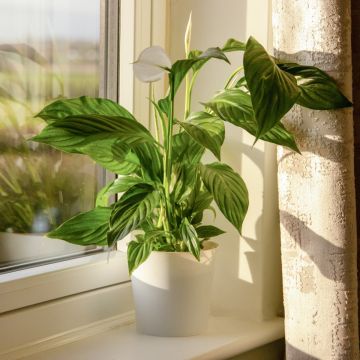 Spathiphyllum - Peace Lily 