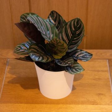 Calathea Sanderiana - Pin Stripe Calathea
