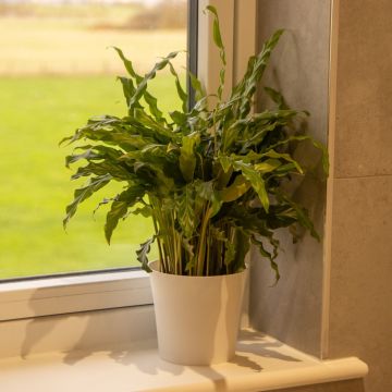 Calathea Rufibarba Green