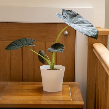 Alocasia Regal Shields - Elephant Ears
