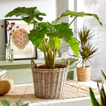 Philodendron Bipinnatifidum Shangri