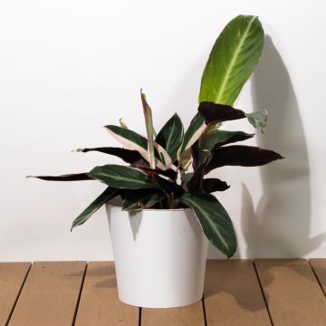Calathea Stromanthe Sanguinea - 2L Pot