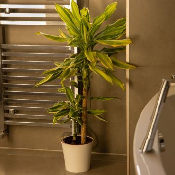 Dracaena fragrans 'Golden Coast' - Dragon Tree - 75cm 