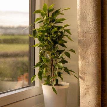 Ficus 'Golden King' - Weeping Fig - 60-80cm