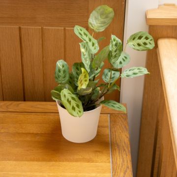 Maranta leuconeura Fiesta - Prayer Plant